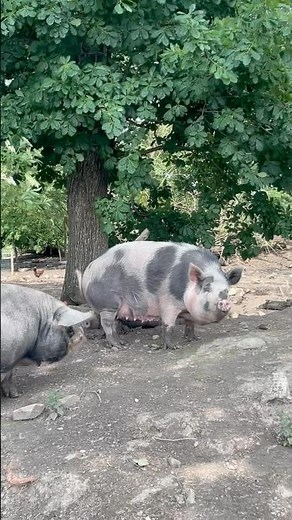 Old MacDonald PIGS 🐷 #animals #pig #pigs #piglets #learning #farm #farmanimals #toddlers #preschool