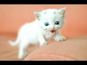 Roliga Katter Och Kattungar Meowing 2016