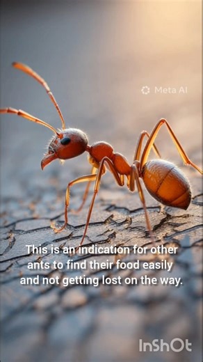 Why do ants move in a straight line 🐜 #youtube #shorts #zackdfilm