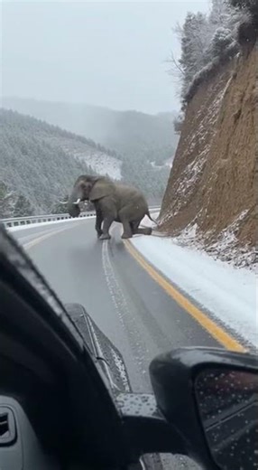 Elephant Fall Shakes Camera