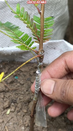 🌿 Grow Grafted Red Amla Fast in Plastic Cement Bag 🍒 | Secret Fertilizer #shorts #redamla #gardening