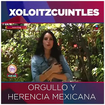 Hablemos sobre los xoloitzcuintles, una de las razas de perros más icónicas y emblemáticas de México. | Imagen Noticias