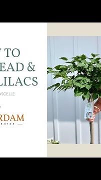 How to Prune and Deadhead Lilacs