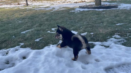 Shiba Inu puppy for sale