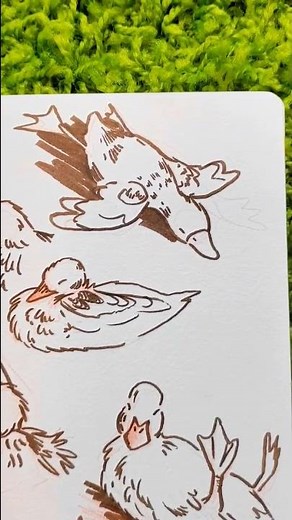 Sleepy duck sketches