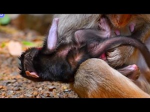 1-Hour, Top Cute Monkey Moments for Relaxing & Smiling, Adorable Wildlife
