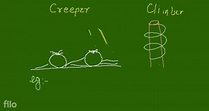 CLASSIFICATION OF PLANTS : HERBS, SHRUBS AND TREESMost plants ... | Filo