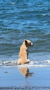 299K views · 17K reactions | We all have our own problems to loosen up #doglover #dog #DogLife #dogoftheday | Paws & Hearts | Facebook