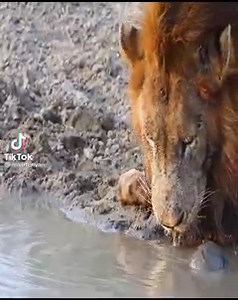 Turtle chases lions from his waterhole #like and follow my page to see more Cre: Maarten van rooyen (tiktok) | Chelsea Mcgann Anh