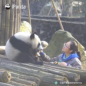Nanny treasures the panda just like treating a piece candy. She is afraid of dropping it if held in her hands. Meanwhile, she is afraid of melting it if put in her mouth. Have you felt nannies' thoughtful love for pandas? (En En) #HiPanda #CCRCGP #PandaTime #BestJobInTheWorld | iPanda