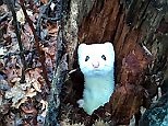 Pop Goes the Weasel: Cute snow-white ermine pops up from tree stump
