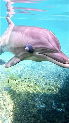 How to train dolphin echolocation