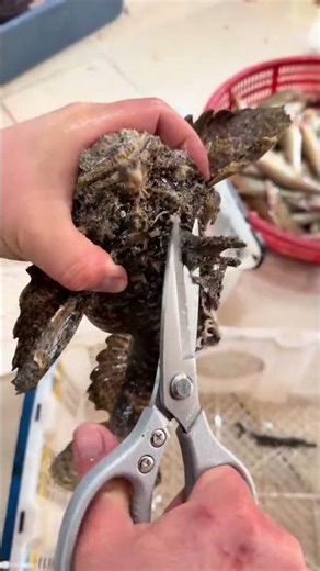 Technique for cutting waspfish dorsal fin spines