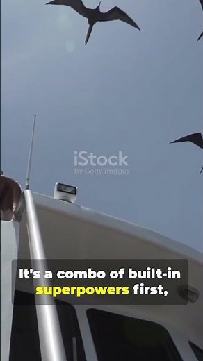 How Birds Navigate Long Distances ?