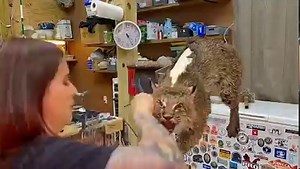 160K views · 5.7K reactions | BOBCAT in 90 seconds (1 hour)! It’s hard to believe that most of the work in taxidermy is in the fleshing-tanning-thinning of the hides, the alterations to the form, clay work, and everything else that happens BEFORE the skin goes on! I have many hours in all my mounts, but when the rubber hits the road, It goes down pretty quick with the right knowledge! Please enjoy this time lapse as I assemble a bobcat! | Amy's Animal Art Taxidermy | Facebook