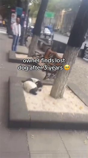 brain nourishment on Instagram: "Jorge, a dog from Tbilisi, Georgia, was reunited with his owner, Giorgi Bereziani, after being missing for almost three years. Jorge vanished in 2015, and despite many searches, Giorgi could not find him. He continued to look, putting up flyers and asking people around the city if they had seen his dog. In 2018, workers at the Tbilisi Opera House noticed a stray dog with an ear tag, showing it had been vaccinated and released by animal control. They contacted Gio