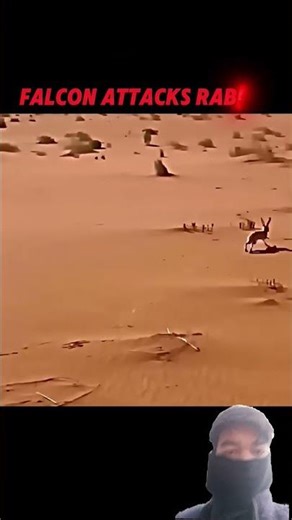 Eagle vs Falcon #trending #animals #wildlife #youtube #viralshort #birds #falcon #eagle #rabbit