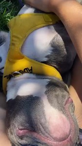 815K views · 10K reactions | Love this crazy little man  Gumbo is certainly a handful and could use some training but this energetic puppy is also a great snuggler! #adoptGumbo #foster #puppy #notyouraverageshelter #dogfriendly alwaysandfurever.org/forms | Always & Furever Midwest Animal Sanctuary | Facebook