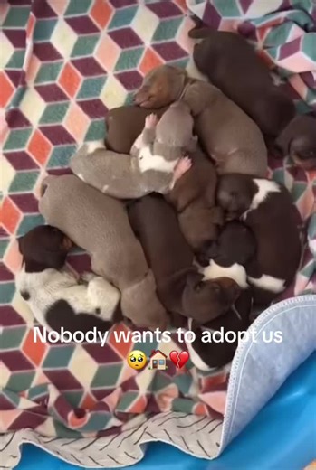 #minidachshund #dachshundlovers #akcregistereddachshunds #dachshundadoption #dachshundsoftiktok