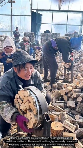 Reishi Mushroom Log Cultivation: Growing Medicinal Ganoderma Naturally
