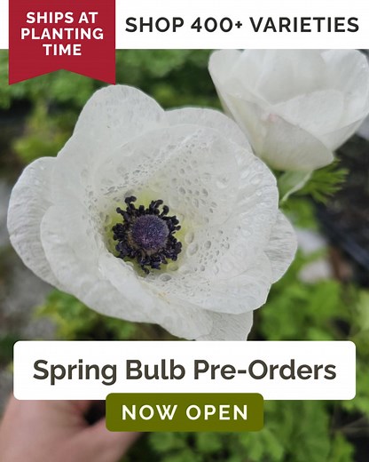 179K views · 126 reactions | Spring fever got ahold of you? Pre-order your spring bulbs now and be ready to plant the moment warmer weather arrives.  Easy To Grow & Maintain  Hundreds of Colors & Varieties 華 Long, Colorful Bloom Season Secure your favorites today! | Eden Brothers | Facebook