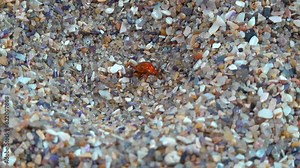 Antlion Larva (Myrmeleon formicarius), insect larva catches a red beetle in a funnel in the sand