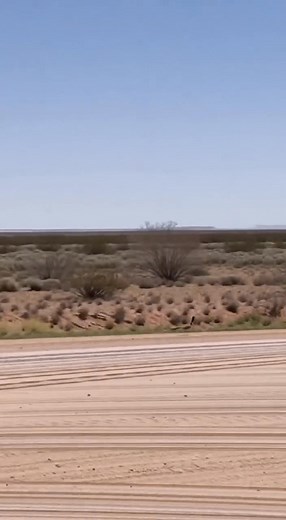 "That Wiley's At It Again!" | Jerry Hatfield