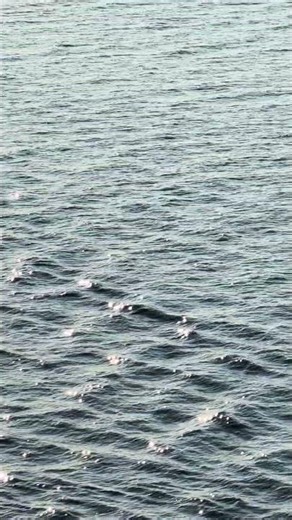 7/10/26 on the Alaska Marine Highway’s Tustumena. A kittiwake egg and a surprise guest at the end.