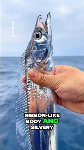 Hairtail Fish: The Ribbon-Like Predator You Didn’t Know About