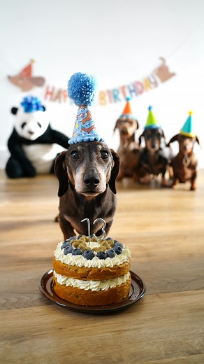 Happiest of Birthdays to our Barney Boo 🥳 13 years old today but most of the time playful and crazy just like the first day I brought him home. We celebrated on Sunday and spent the whole day doing things Barney loves. He demolished his cake (with a little help from the other boys), had a sausage snack afterwards and then was playing with his new bear all afternoon.🎂🐼 Barney Boo, we love you so much and will do everything we can to make sure you are the healthiest and happiest little sausage.