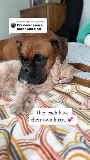 Unusual Friendships: Boxers and Scottish Fold Cats Bonding