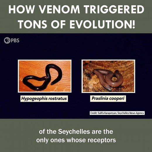 173K views · 2K reactions | How Snake Venom Sparked An Evolutionary Arms Race | Eons • PBS | Facebook