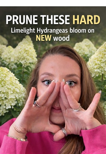 Understanding New Wood Hydrangeas in 20 Seconds