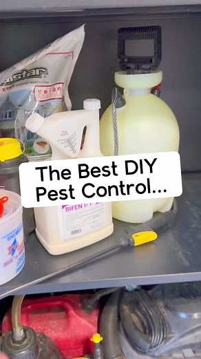 DIY Pest Control Tips for Homeowners