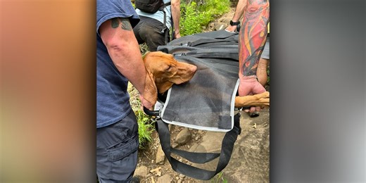 Venomous snake bites dog at Connecticut state park, prompting risky mountaintop rescue
