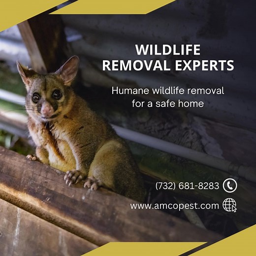 🦝 Wildlife issues? AMCO Pest Solutions offers humane and effective wildlife removal services. Whether it's raccoons, skunks, or opossums, we've got you covered. Contact us at (888) 593-4948 or visit www.amcopest.com to learn more. Protect your property today! 🌿🏠 #AMCOPestSolutions #WildlifeRemoval #SafeHome #HumanePestControl #NewJersey #NewYork | Amco Pest Services, Inc.