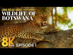 Botswana Wildlife 8K | Chobe, Khwai, Savuti & Mababe – Real Safari Animals & Nature Sounds - Part 1