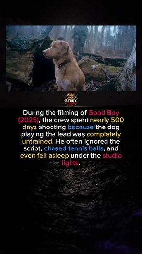 The Untrained Star of Good Boy 🐶 #shorts