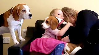 Dogs React to Too Much Hugging