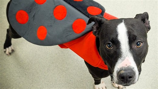 Looking to add a pet to your family? Ladybug, Emma others available at OKC-area shelters