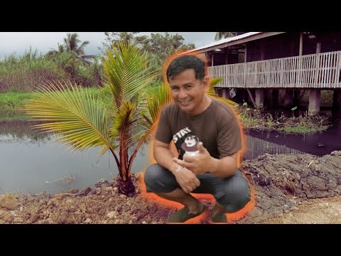 From Soil to Tree: Planting Coconut on Our Farm (Full Process!)
