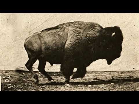 Max Norton - Buffalo Stampede [Official Music Video]