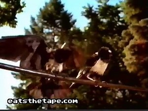 Windex Talking Birds Television Commercial 2001 - video Dailymotion