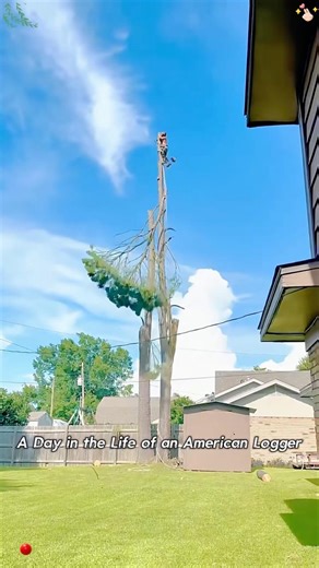 A day in the life of an American logger #youtubeshorts #funny #tree #loggers
