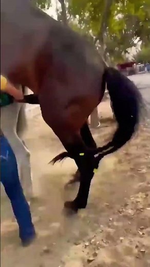 Horse Mating Donkey - Donkeys Breeding - Animals Mating Compilation 2024 #donkeymeeting #shorts.