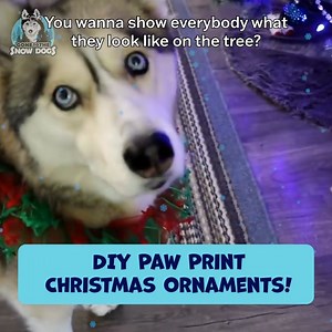 How To Make Paw Print Ornaments for Christmas! 🐾🎄 (Shelby Throwback) | Gone to the Snow Dogs