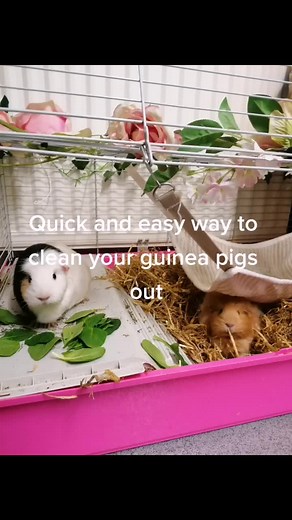 Quickandeasywaytocleanguineapigsout#quick #easy #clean #happyguineapig #houseguineapig #bedpad #dogpad #straw #cosy #cute#guineapigcage #guineapig #cleanout #cleanguineapigcage