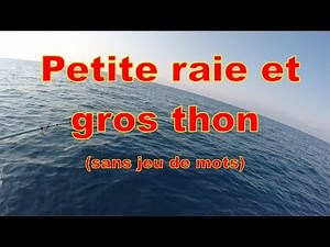 Petite raie et gros thon