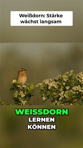 Weißdorn: Weisheit der Natur für innere Stärke