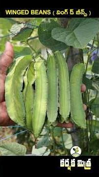 Winged Bean Farming - Another Opportunity for Farmers || Super Crop Alert: Winged Beans Farming |...